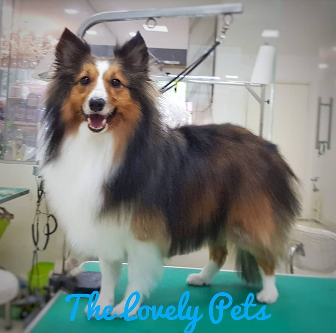 Sheltie Dog Grooming in Singapore