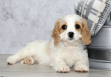 Cavachon living in HDB approved home