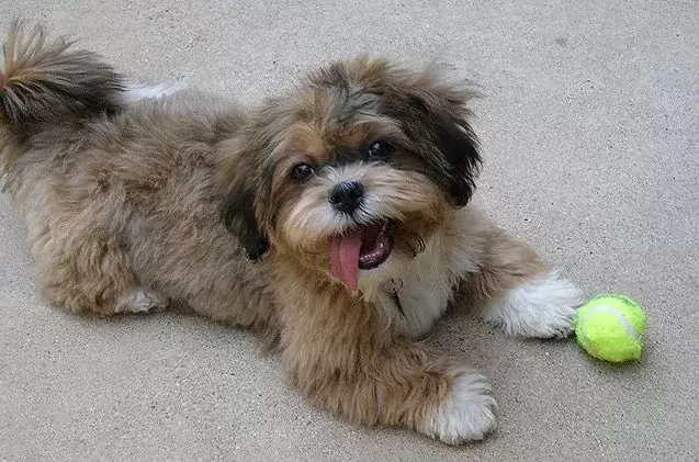 shihpoo long hair is smiling in the yard