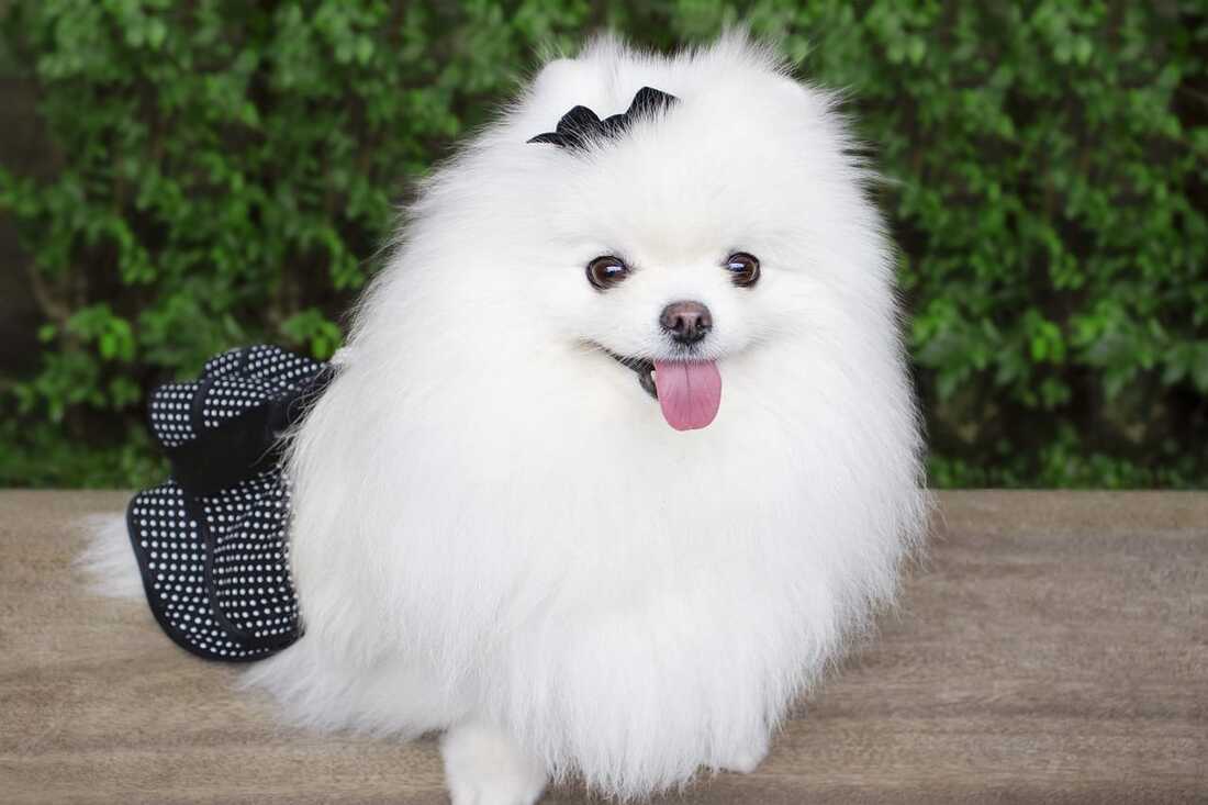 Mini Pomeranian white coat in singapore smiling happily