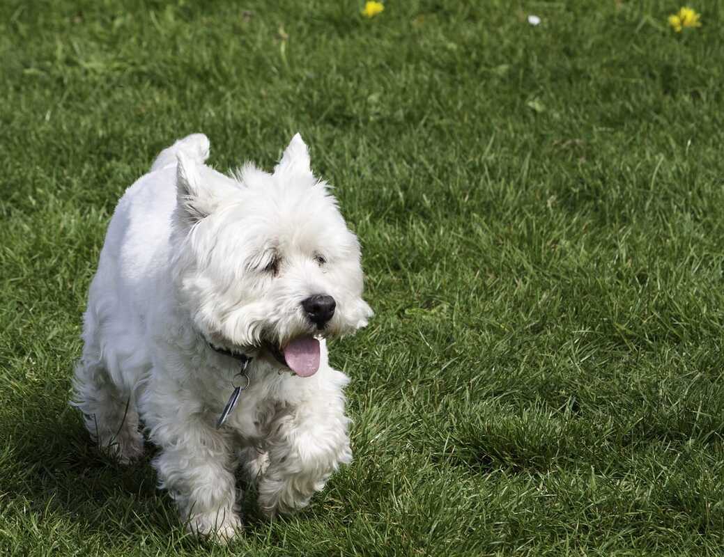 westie running and panting for sale in singapore