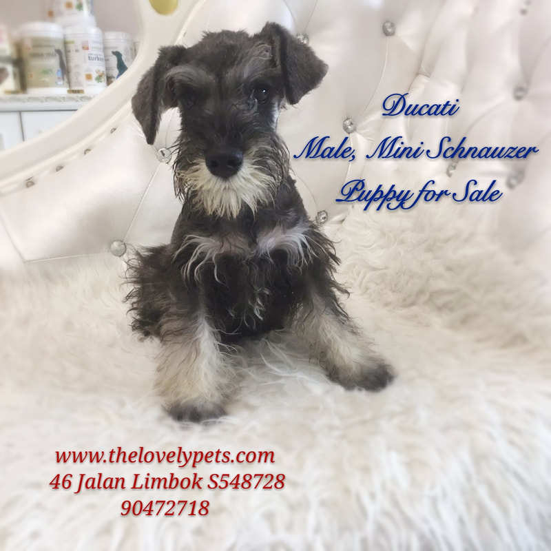 imported schnauzer puppy breeder singapore