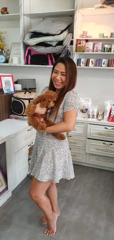 happy lady with new poodle puppy of singapore