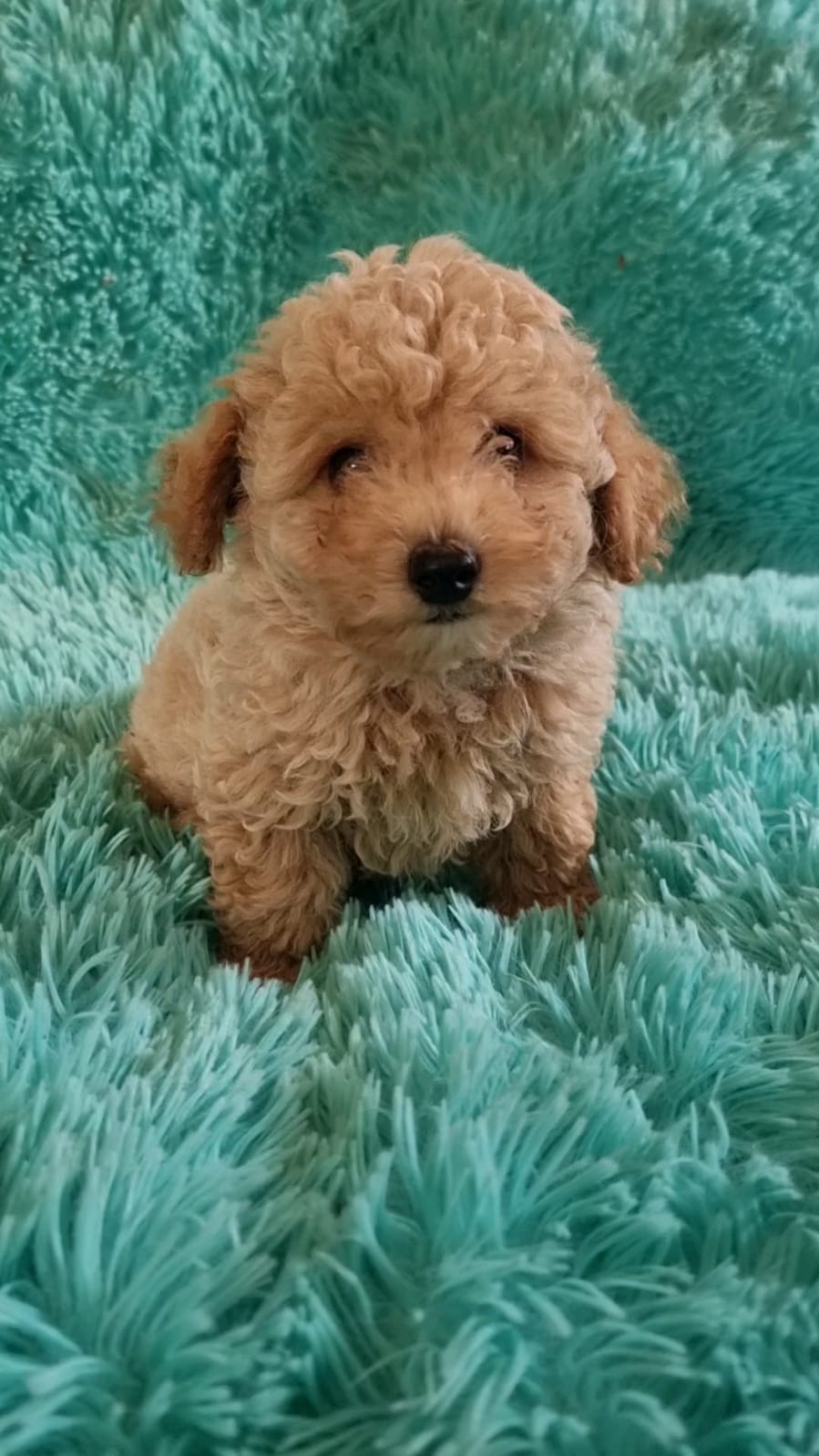 Toy Teacup Poodle Puppies For