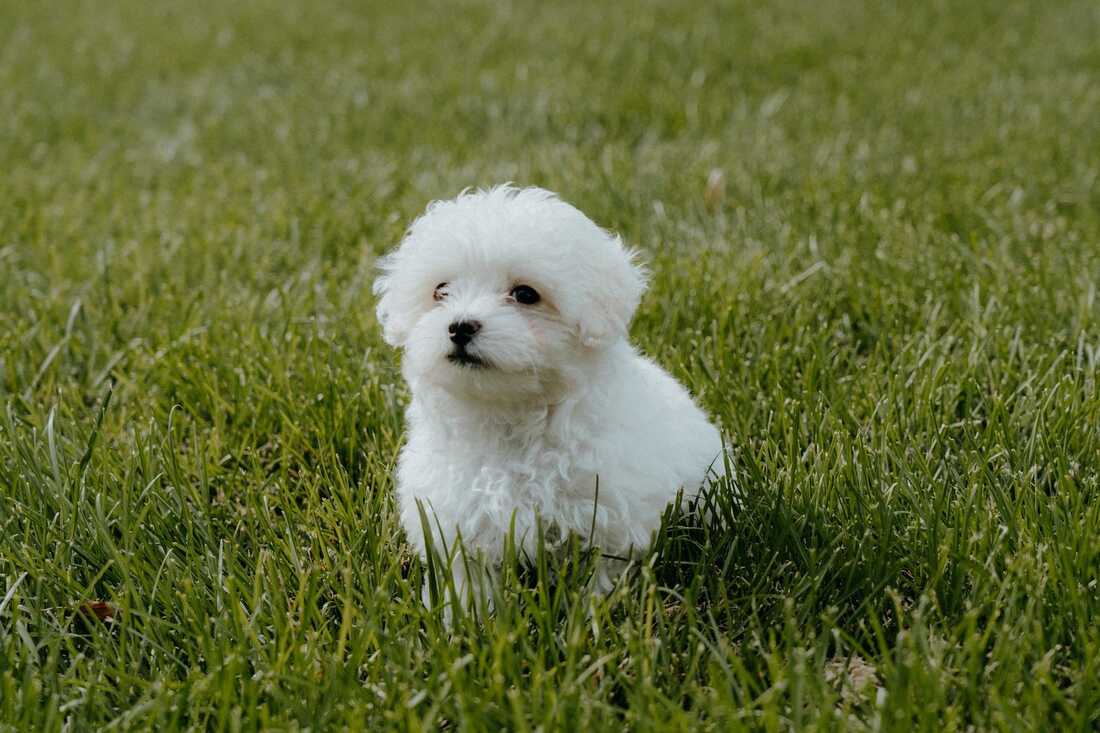 Maltipoo puppy for sale in Singapore