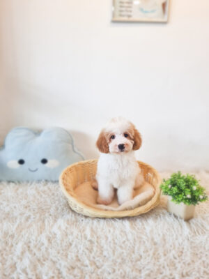 Cockapoo UK M&F