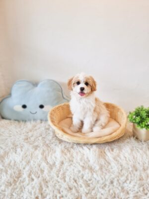 Cavachon Australia Female