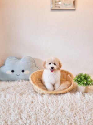 Poochon/Bichonpoo Australia Male