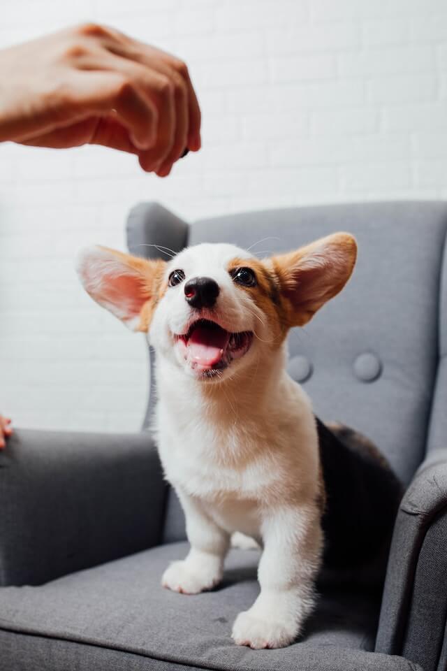 how to buy a puppy in singapore