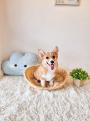 Corgi (Bob Tail) Australia Female