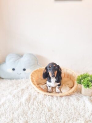 Long Hair Mini Dachshund Australia Male