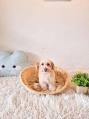 Maltipoo Australia Male