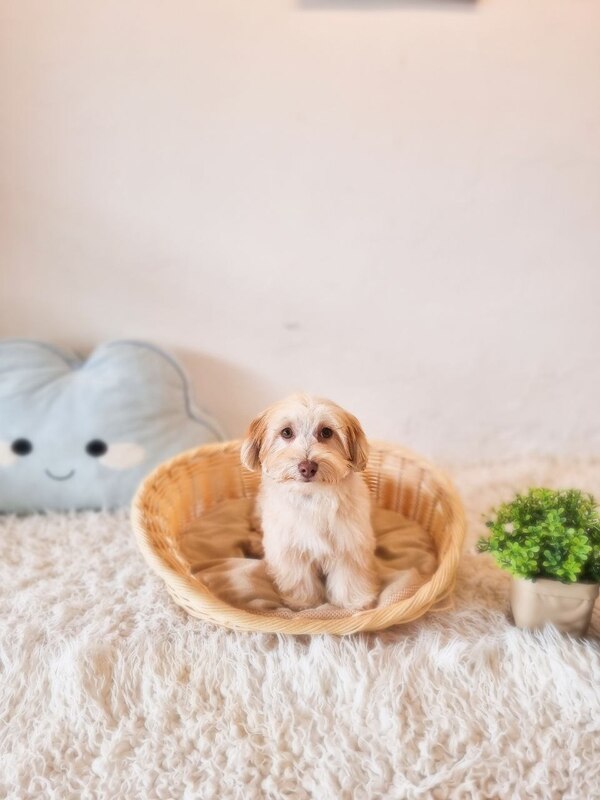 Maltipoo Australia Male