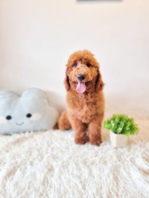 goldendoodle standard from australia