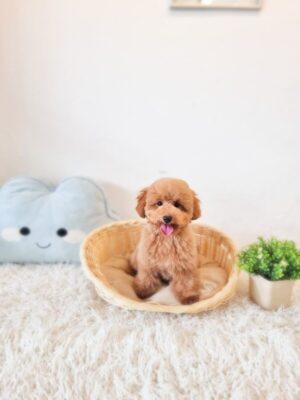 toy poodle singapore