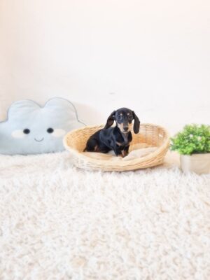 Short Hair Mini Dachshund Australia M&F