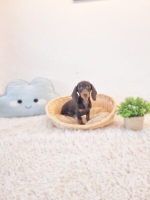 short hair dachshund imported from Australia to Singapore