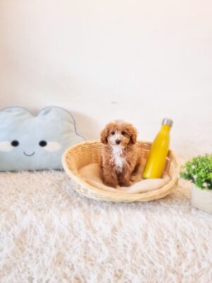 Poochon/Bichonpoo Australia Male