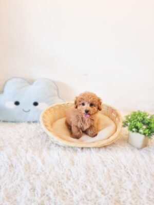 Poochon/Bichonpoo Australia Male