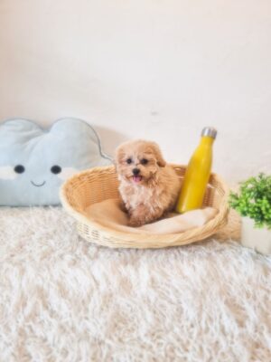 Tiny Maltipoo Australia F