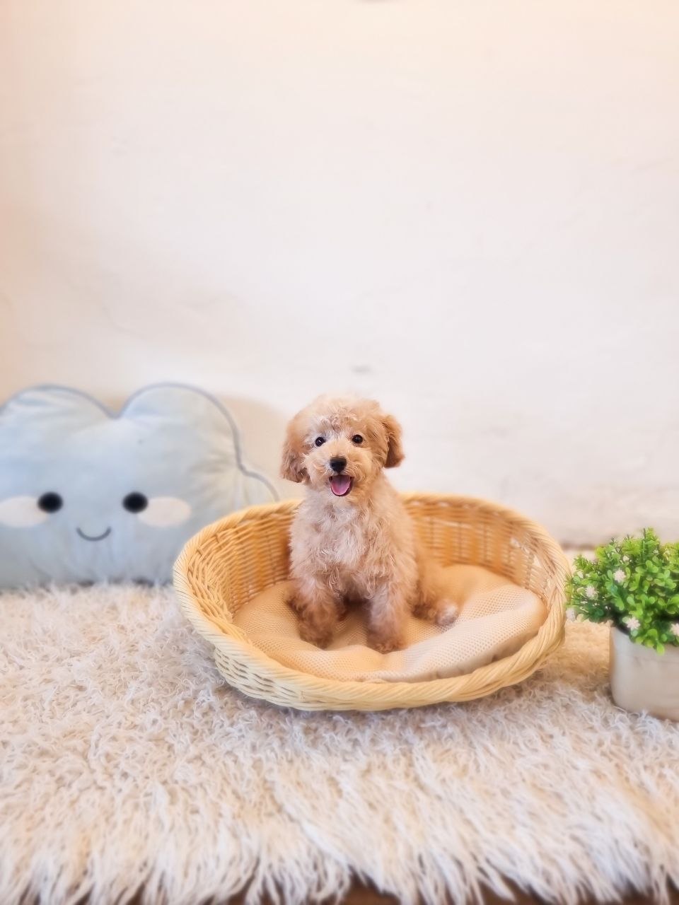 Tiny Cavapoo Australia F - Image 4
