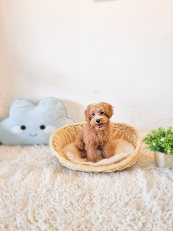 Tiny Cavapoo Australia F - Image 2