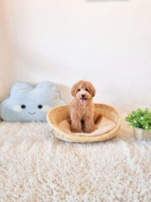 Tiny Cavapoo Australia F