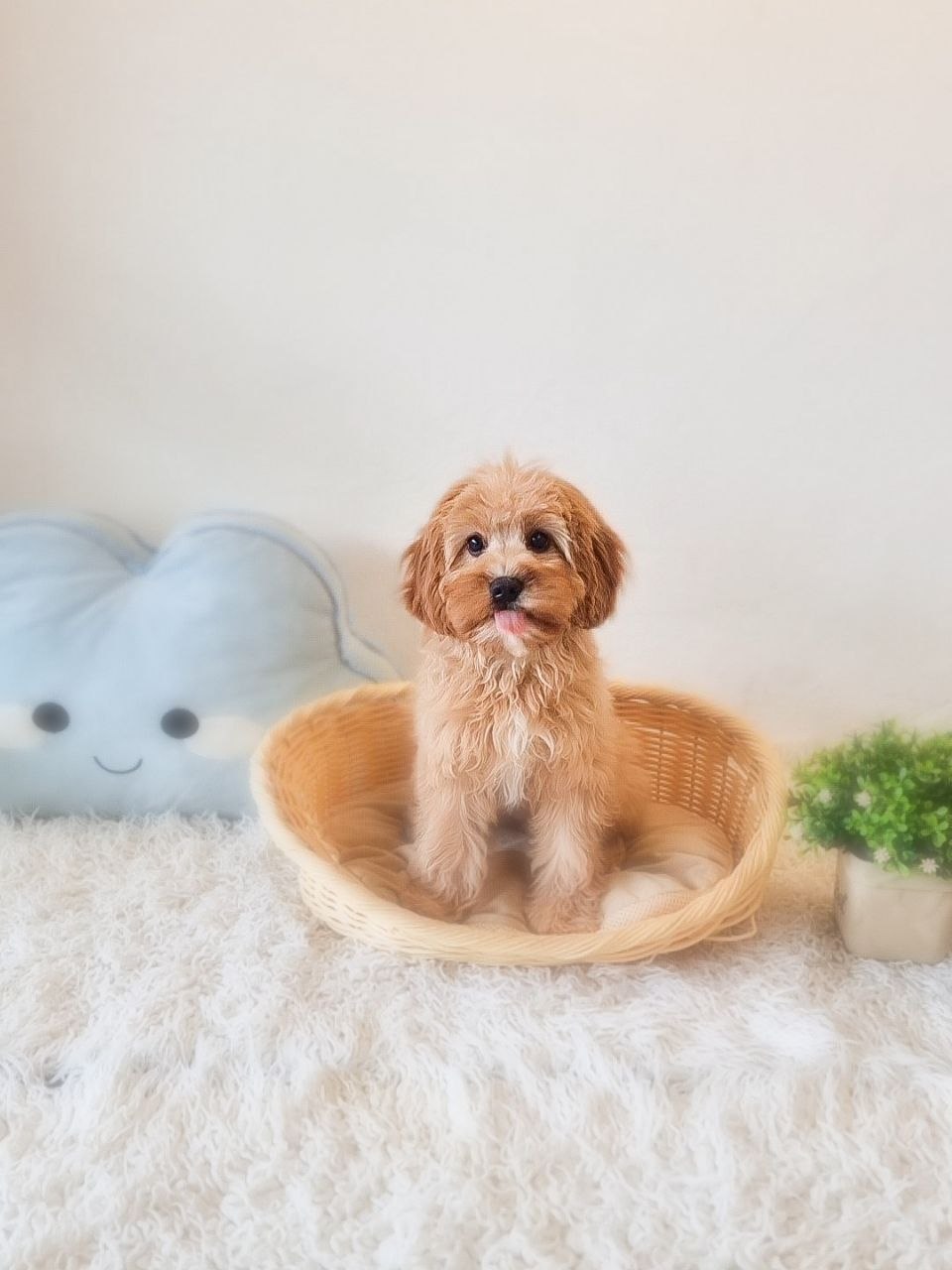 Cavapoo Australia F - Image 2