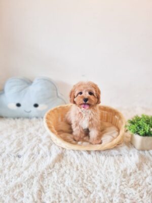 Cavapoo Australia F