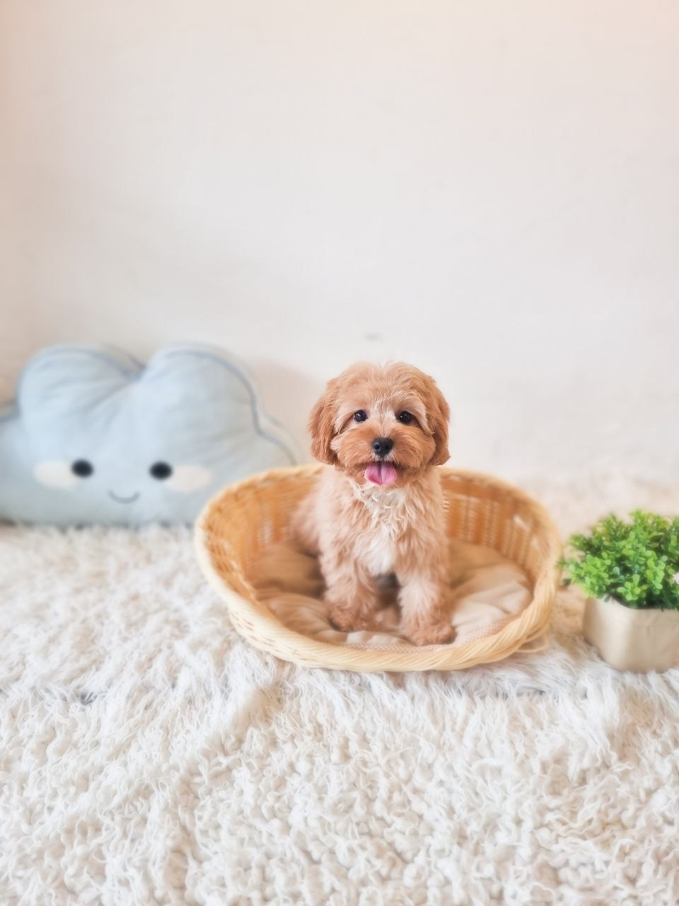 Cavapoo Australia F