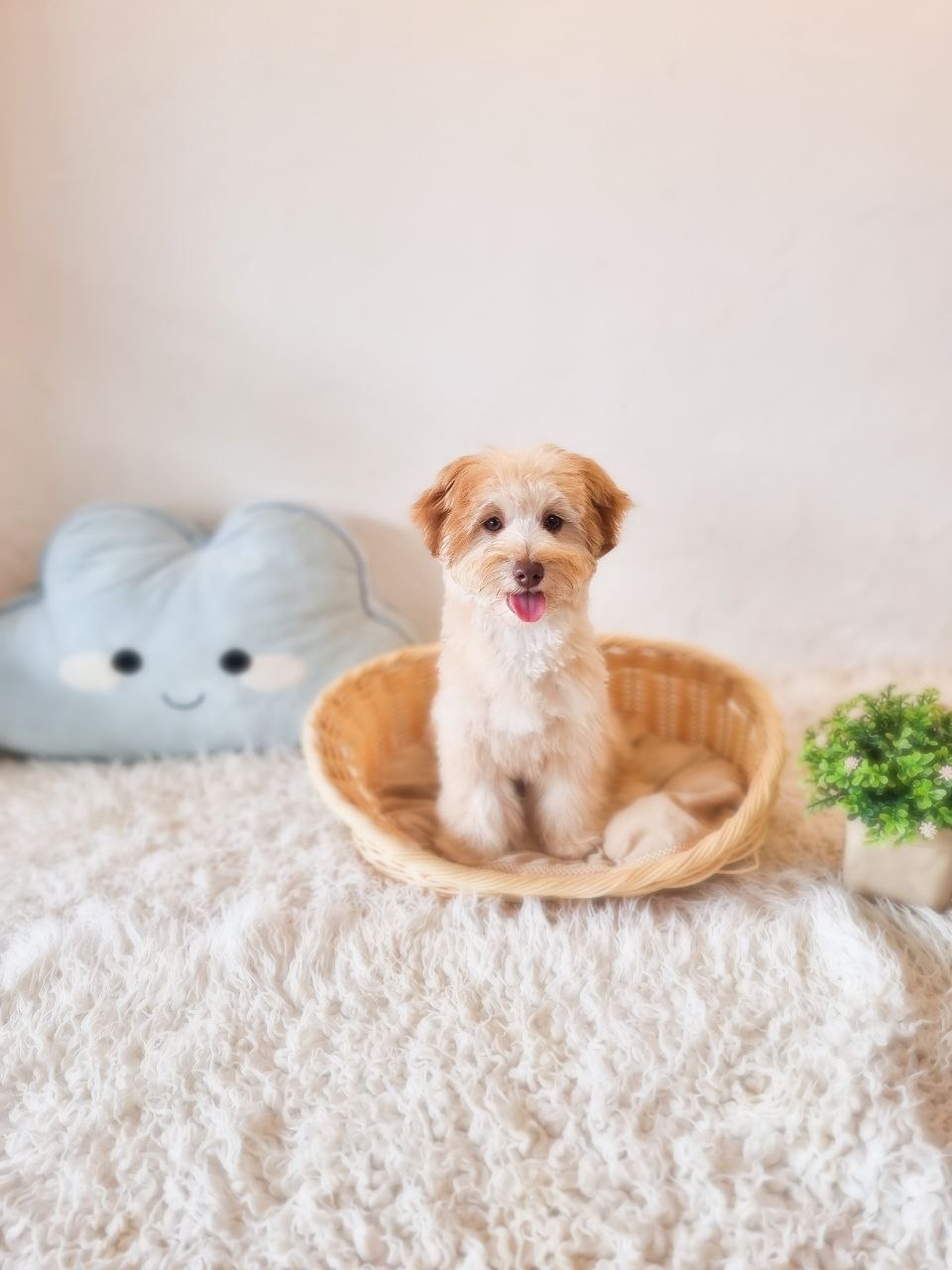 Maltipoo Australia Male