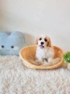 Cavachon Australia Male