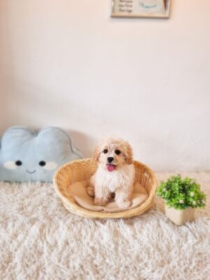 Cavachon Australia Male