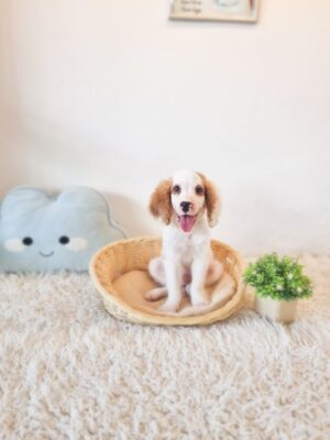 Cockapoo UK Male (cocker look)