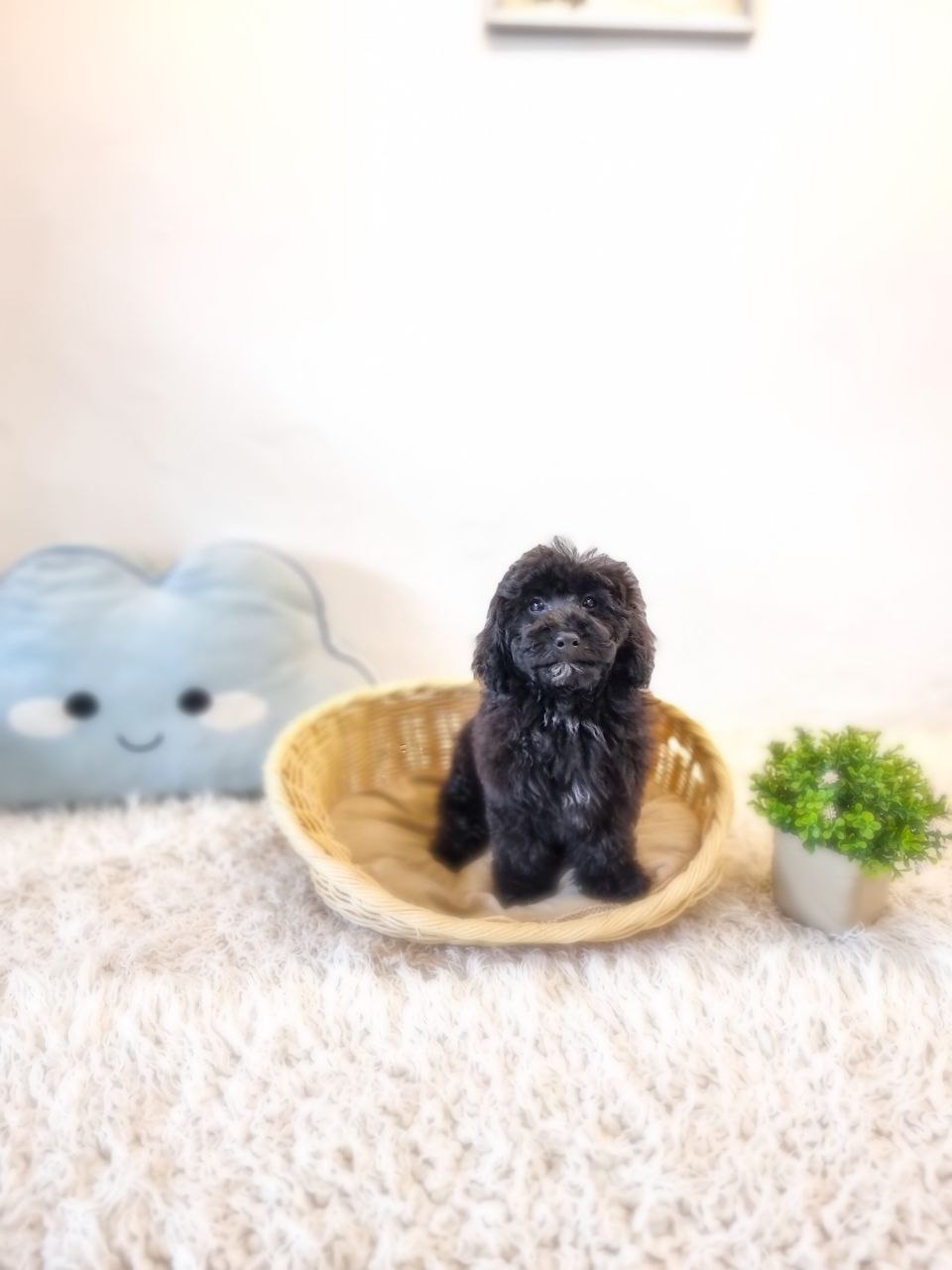 Poochon/Bichonpoo Australia Male