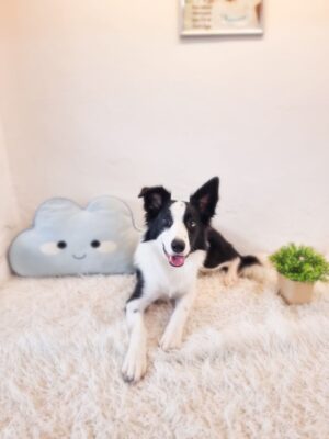 Border Collie Australia