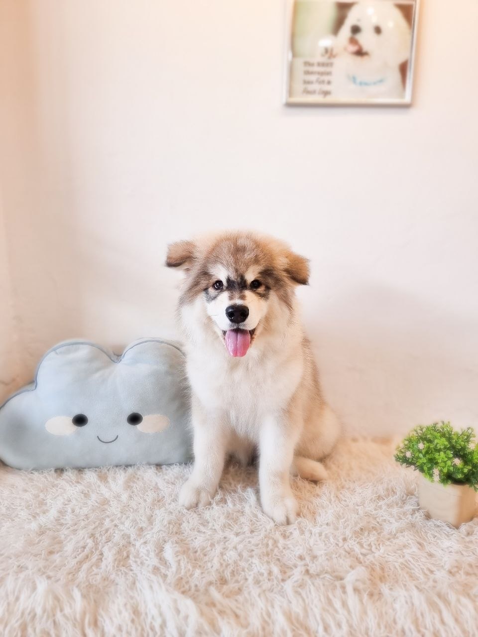 Alaskan Malamute Australia (rare Long hair)