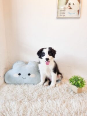Border Collie Australia