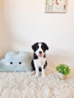 Border Collie Australia