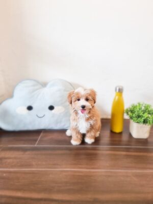 Maltipoo Australia F (rare 4 white feet)