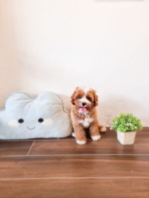 Toy Cavapoo Australia M (Rare 4 white feet)