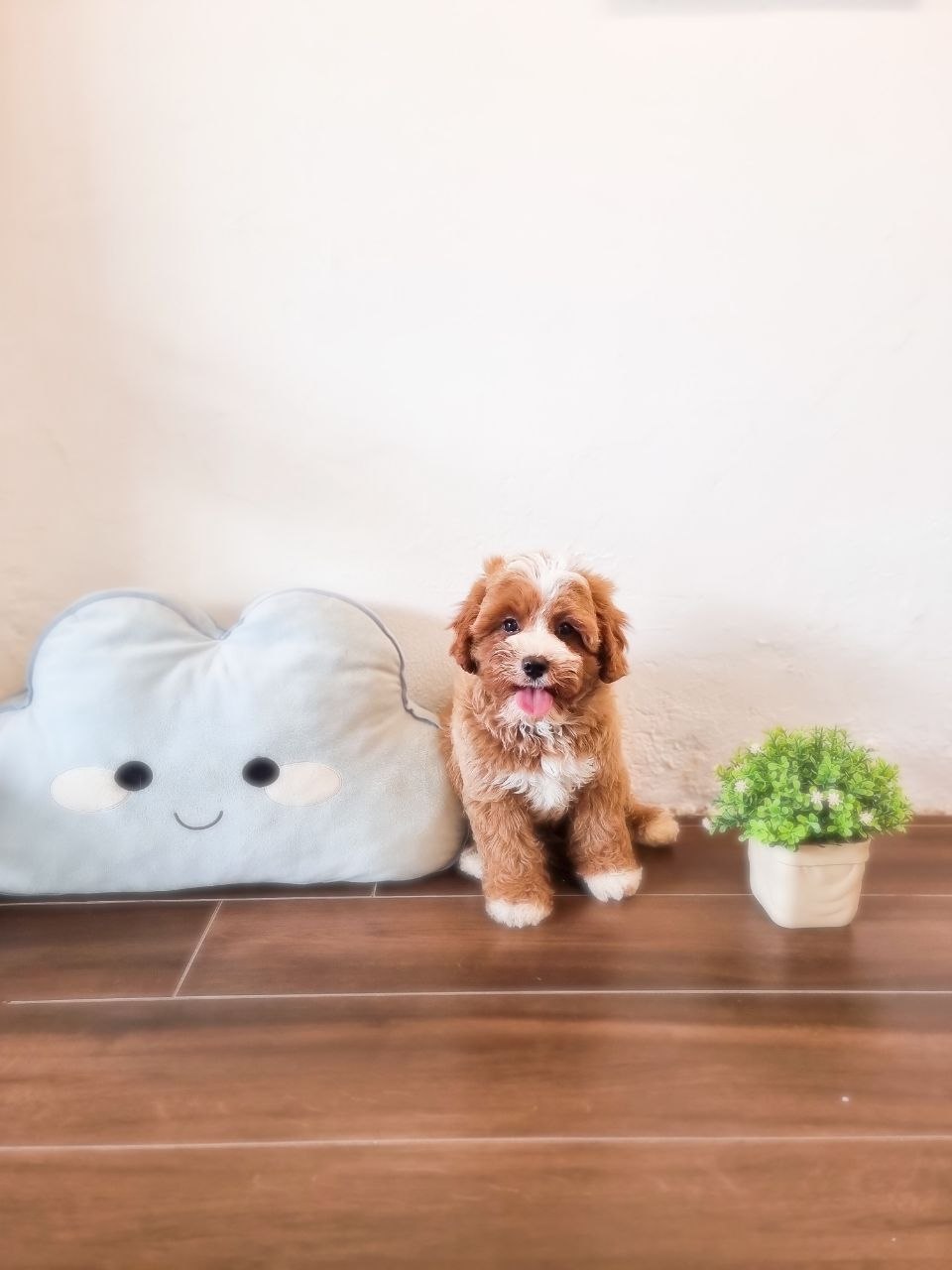Toy Cavapoo Australia M (Rare 4 white feet)