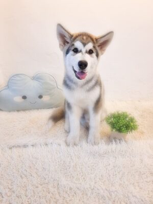 Alaskan Malamute Australia (rare Long hair) (Copy)