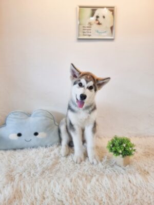 Alaskan Malamute Australia