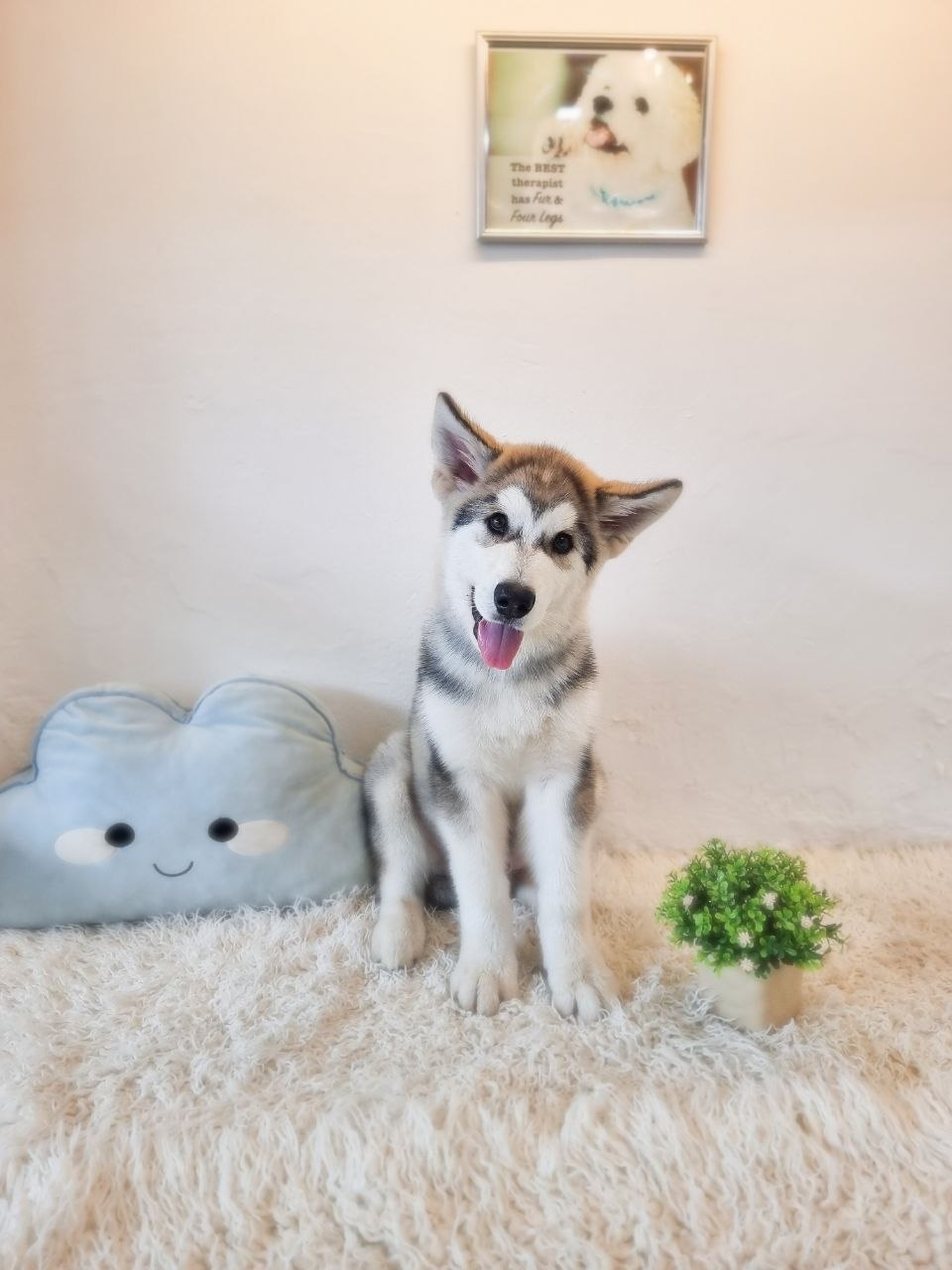 Alaskan Malamute (Gentle temperament)