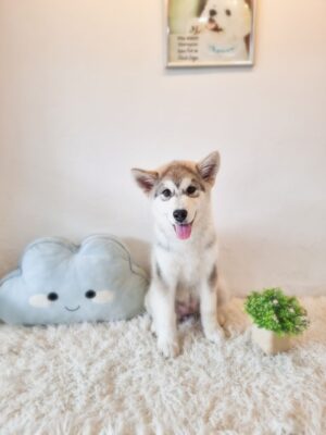 Alaskan Malamute (Gentle temperament)