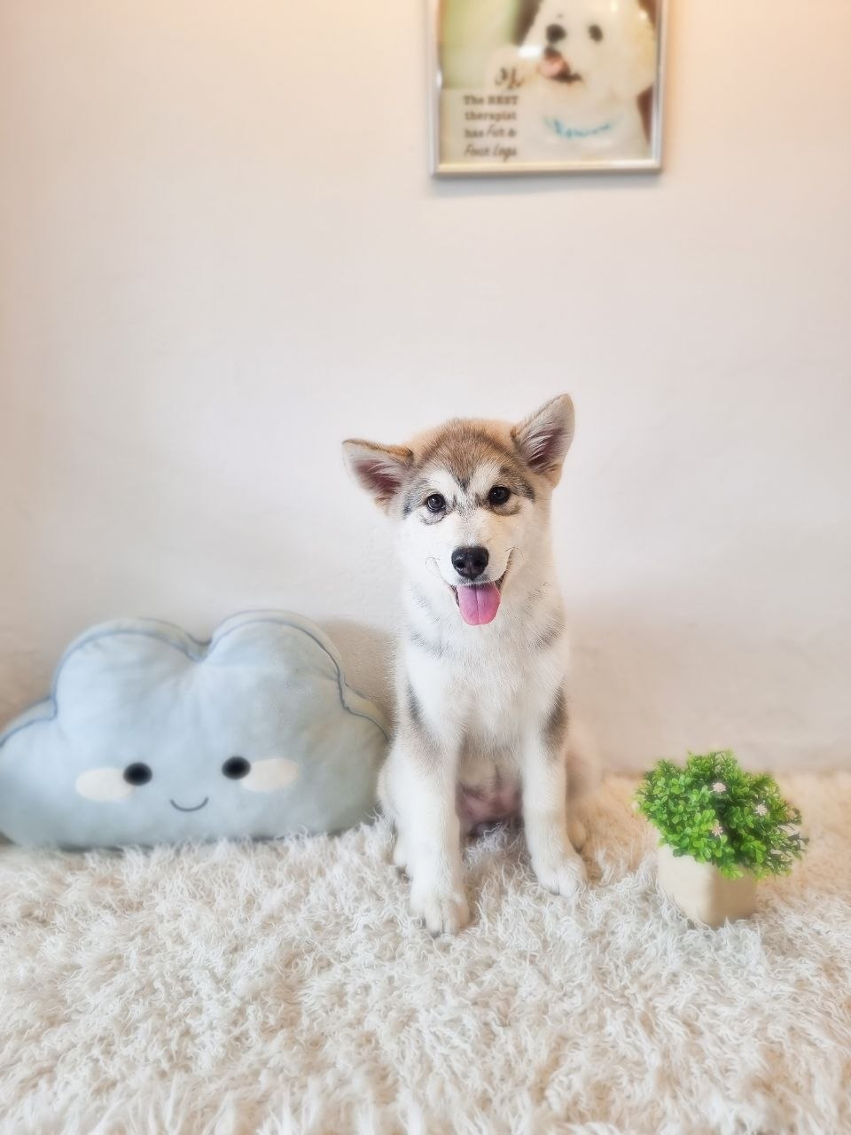 Alaskan Malamute (Gentle temperament) - Image 3