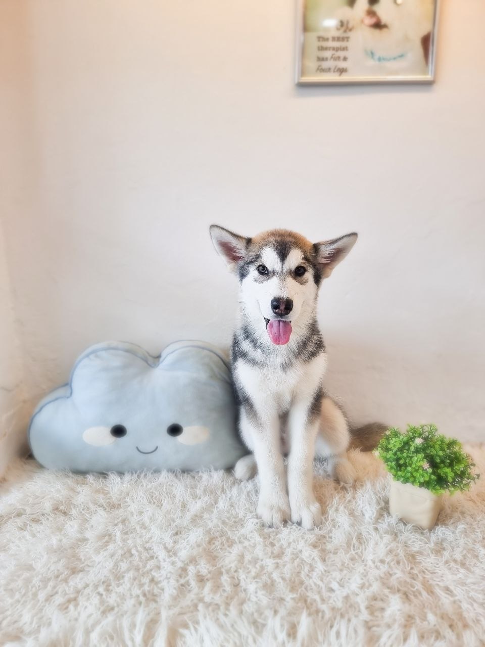 Alaskan Malamute (Gentle temperament) - Image 2