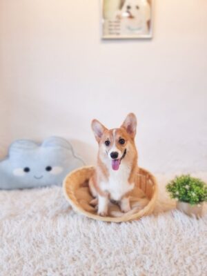 Corgi (Bob Tail) Australia Female