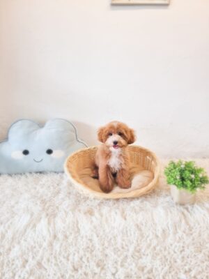Poochon/Bichonpoo Male